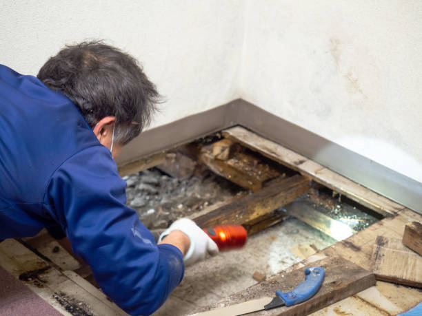 Best Professional Mold Removal  in Perry, UT