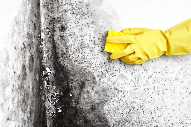 Best Commercial Mold Removal  in Perry, UT
