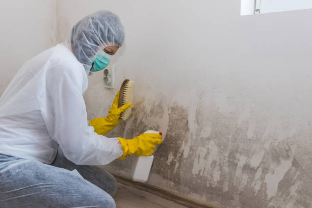 Best Mold Testing  in Perry, UT