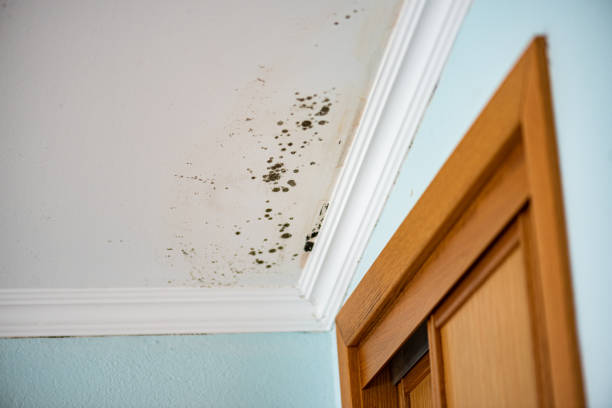 Professional Mold Removal in Perry, UT