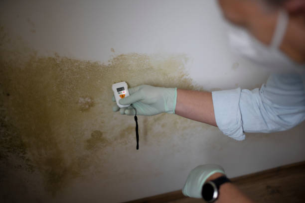 Home Mold Removal in Perry, UT