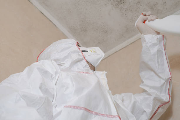 Best Home Mold Removal  in Perry, UT