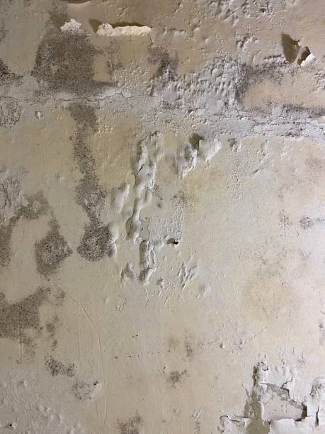 Best Mold Cleaning Services  in Perry, UT