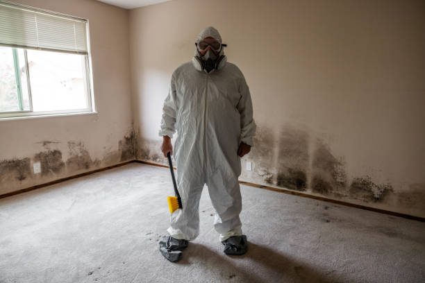 Attic Mold Removal in Perry, UT