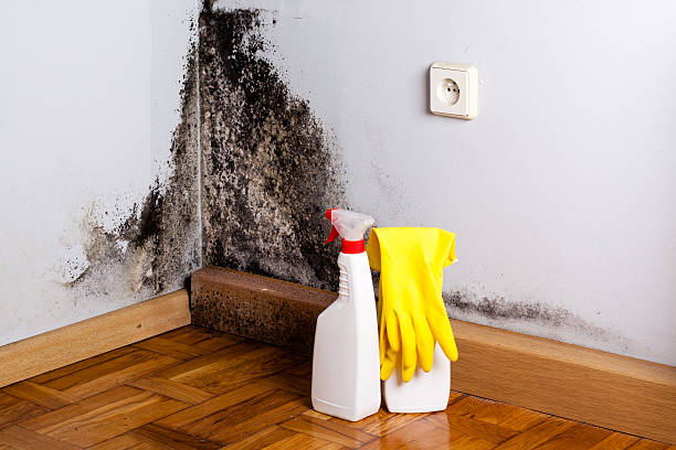 Best Local Mold Removal Service  in Perry, UT