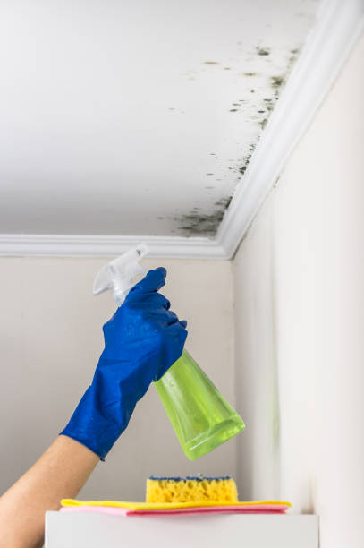 Crawl Space Mold Removal in Perry, UT