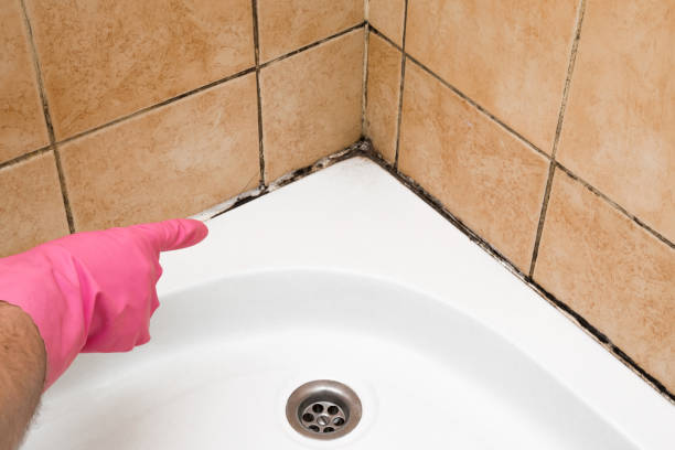 Best Office Mold Removal Services  in Perry, UT
